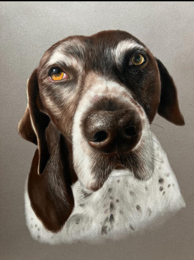 German Shorthaired Pointer Close-Up Canvas Wall Art Beautiful Retriever Puppy  - Matte Stretched