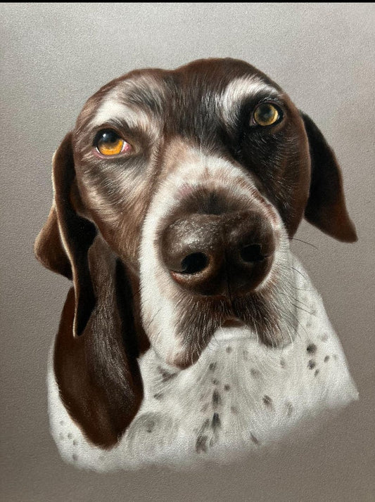 German Shorthaired Pointer Close-Up Canvas Wall Art Beautiful Retriever Puppy  - Matte Stretched